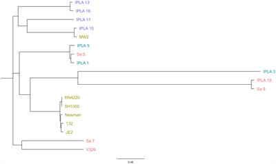 Prevalence of virulence- and antibiotic resistance-associated genotypes and phenotypes in Staphylococcus aureus strains from the food sector compared to clinical and cow mastitis isolates